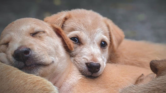 Consejos para adoptar una mascota responsablemente