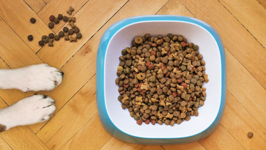 Cómo alimentar correctamente a tu mascota