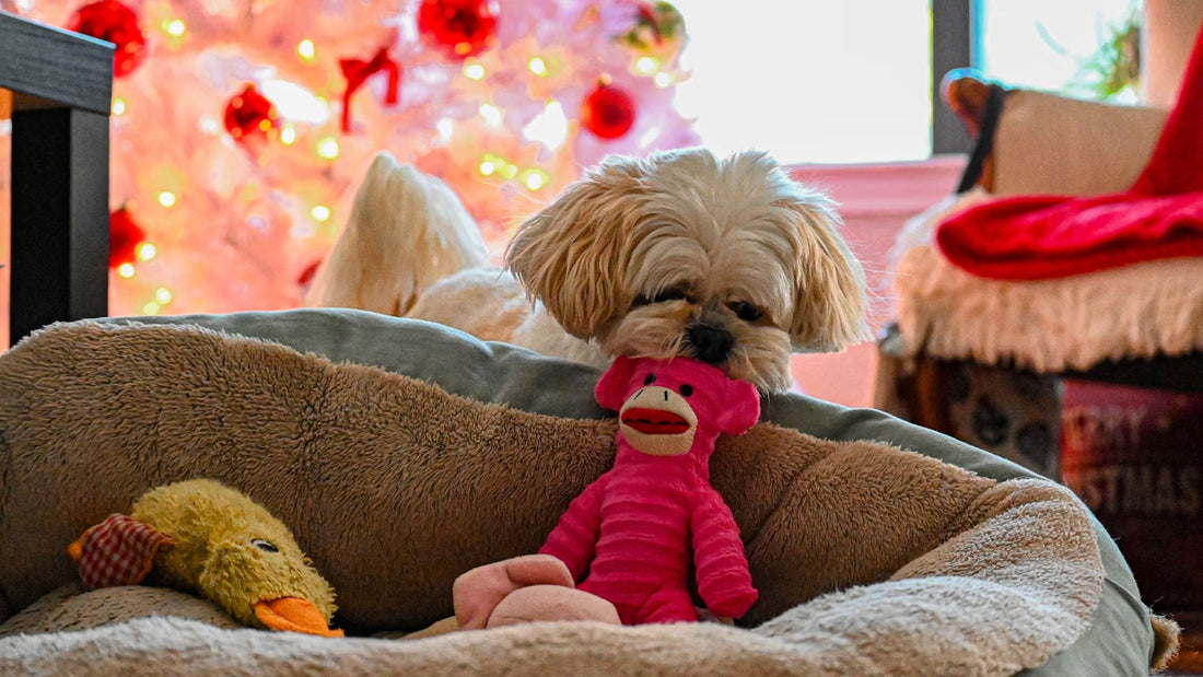 Espacios seguros y divertidos para tu mascota en casa