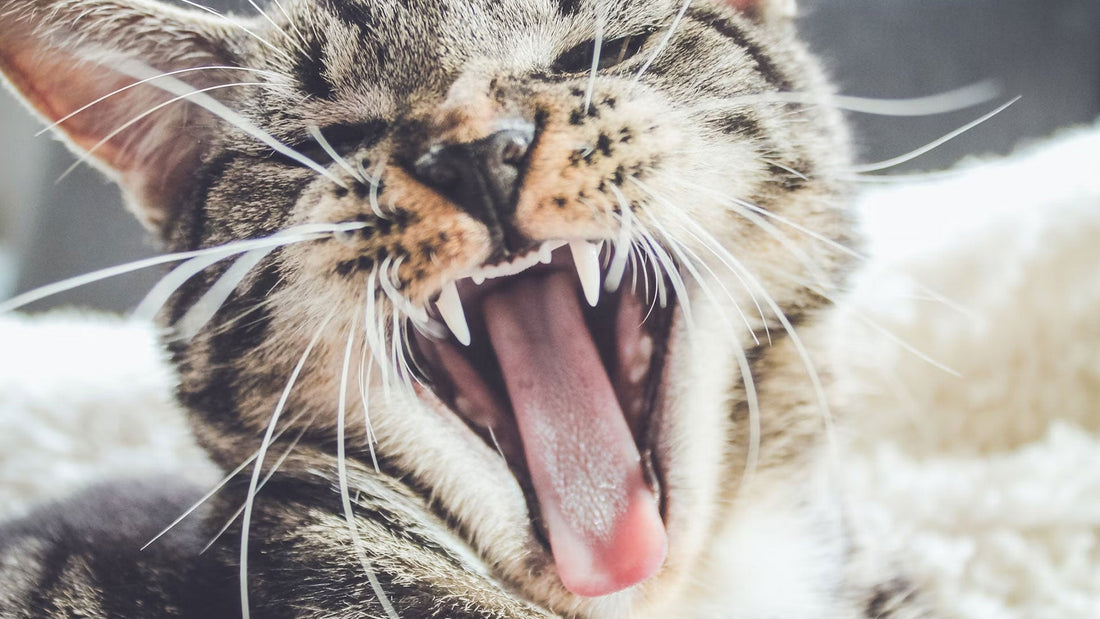 La importancia del cuidado dental en mascotas